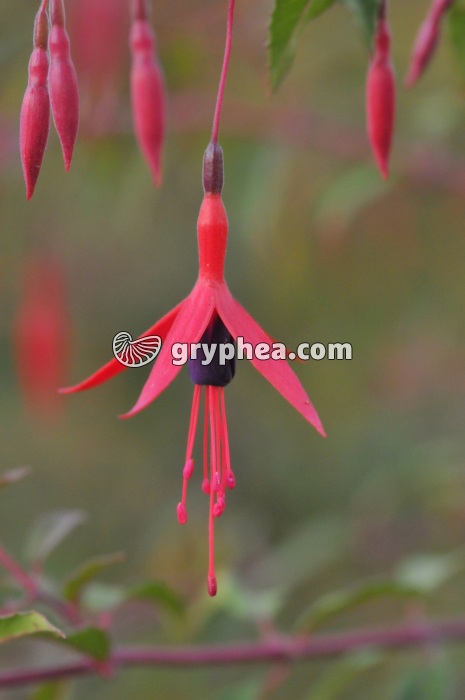 Fuschia (Fuchsia sp.) - fleur - gryphea.com